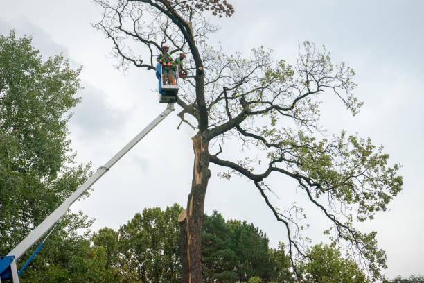  , MA Tree Services Pros